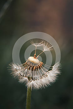 The fleeting life of a dandelion