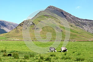 Fleetwith Pike, herdwick sheep and lambs