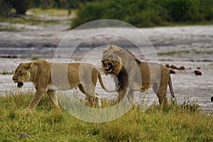 Flehman response from this male lion to this in season lioness