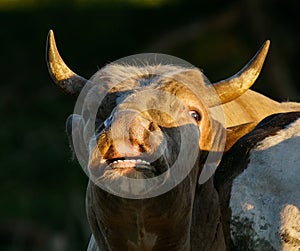 Flehmen response on bull