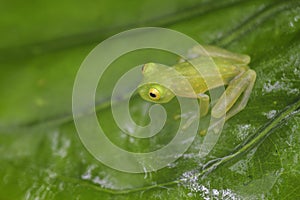 Fleischmann`s Glass Frog - Hyalinobatrachium fleischmanni
