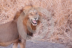 Fleming lion photo