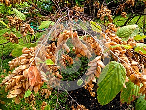 Flemingia strobilifera tree