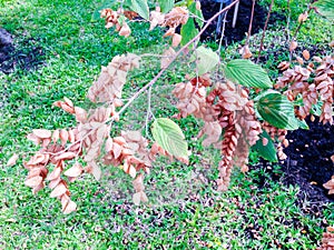 Flemingia strobilifera tree