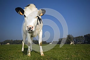 Flemish cow in the field