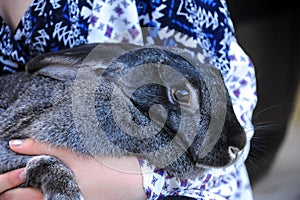 Flemish Giant is Craddled by Young Woman