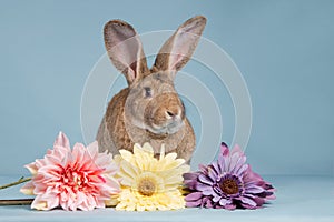 Flemish giant with flowers