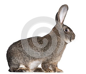 Flemish Giant rabbit photo