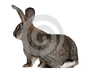 Flemish Giant rabbit photo