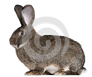 Flemish Giant rabbit