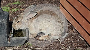 Flemish Giant Rabbit Drinking from a Trough, Ireland