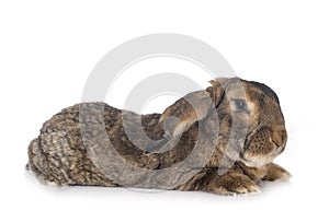 Flemish Giant rabbit