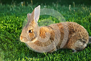 Flemish Giant rabbit, grey, brown natural colour