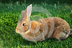 Flemish Giant rabbit, grey, brown natural colour photo