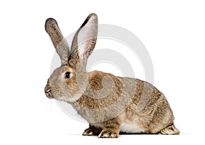 Flemish Giant rabbit, 6 months old