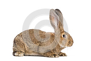 Flemish Giant rabbit, 6 months old