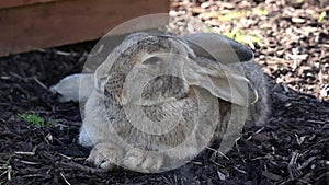 Flemish Giant Rabbit Sniffing the Air, Ireland