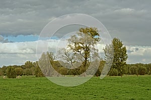 Flemish landscape wiht meadow and trees photo