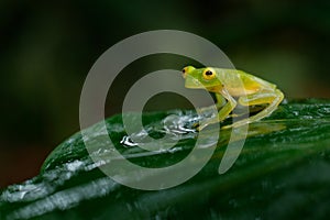 Fleschmanns Glass Frog, Hyalinobatrachium fleischmanni in nature habitat, animal with big yellow eyes, near the forest river. Fro