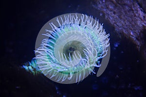 Flesh-eating anemone Urticina piscivora