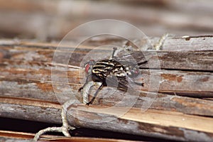 Flesh-flies