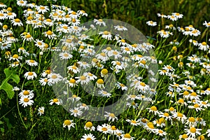 Flesh Flies belong to the family Sarcophagidae. Tripleurospermum inodorum, wild chamomile, mayweed, false chamomile, and Baldr s