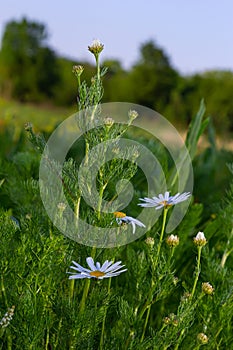 Flesh Flies belong to the family Sarcophagidae. Tripleurospermum inodorum, wild chamomile, mayweed, false chamomile, and Baldr s