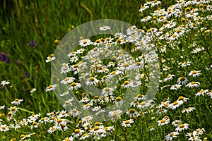 Flesh Flies belong to the family Sarcophagidae. Tripleurospermum inodorum, wild chamomile, mayweed, false chamomile, and Baldr s