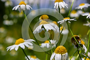 Flesh Flies belong to the family Sarcophagidae. Tripleurospermum inodorum, wild chamomile, mayweed, false chamomile, and Baldr s