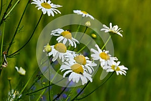 Flesh Flies belong to the family Sarcophagidae. Tripleurospermum inodorum, wild chamomile, mayweed, false chamomile, and Baldr s