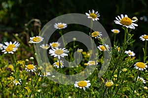 Flesh Flies belong to the family Sarcophagidae. Tripleurospermum inodorum, wild chamomile, mayweed, false chamomile, and Baldr s