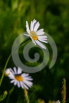 Flesh Flies belong to the family Sarcophagidae. Tripleurospermum inodorum, wild chamomile, mayweed, false chamomile, and Baldr s