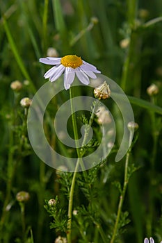 Flesh Flies belong to the family Sarcophagidae. Tripleurospermum inodorum, wild chamomile, mayweed, false chamomile, and Baldr s