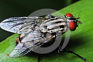 Flesh Fly