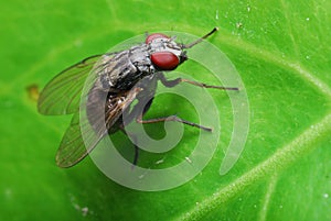 Flesh Fly