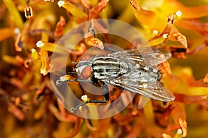 Flesh fly