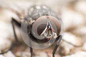 Flesh fly