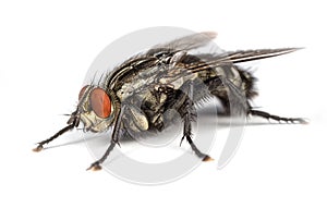 Flesh Fly