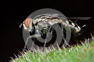 Flesh fly photo