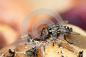 Flesh fly on apple