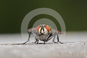 Flesh fly closeup