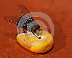 Flesh fly on a corn seed 1 photo