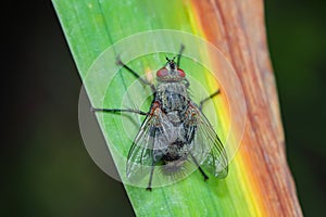 Flesh Fly of the Family Sarcophagidae in macro view photo