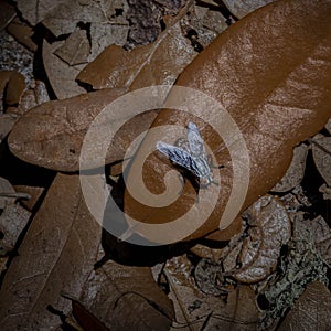  Flesh Fly on the Forest Floor