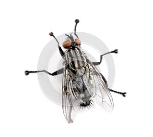 Flesh fly in front of white background