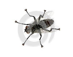 Flesh fly in front of white background