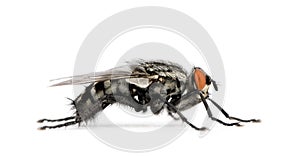 Flesh fly in front of white background