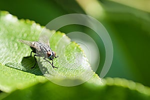 Flesh fly on a green leaf with light and shadow. Hairy legs in black and gray