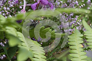 Flesh fly on a green leaf with light and shadow. Hairy legs in black and gray