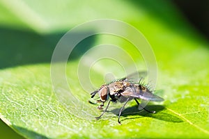 Flesh fly on a green leaf with light and shadow. Hairy legs in black and gray